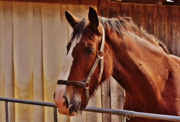 investing in horses