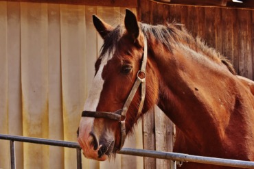 investing in horses